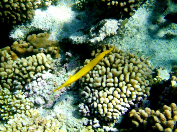 Long yellow trumpet fish